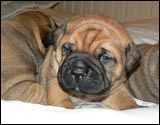 Puppies 1-3 weeks - Pennut 1-3 viikkoa
